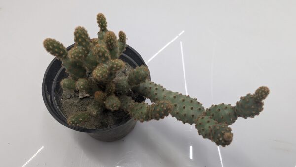 Opuntia monacantha