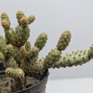 Opuntia monacantha