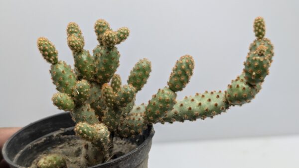 Opuntia monacantha