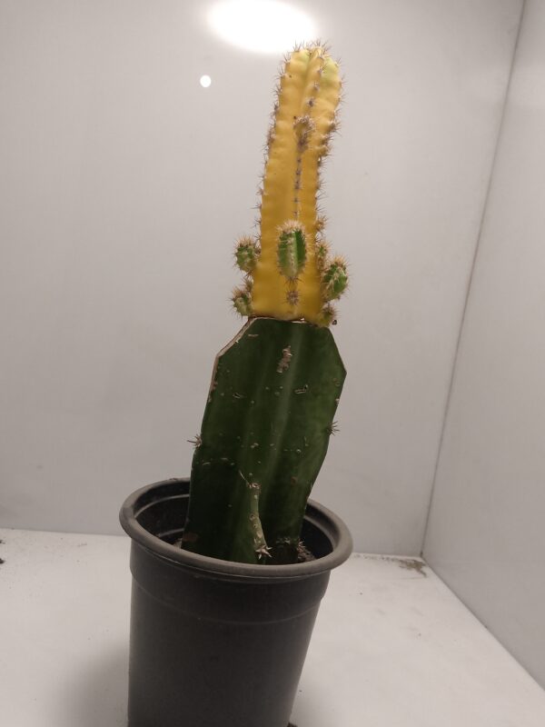 Cereus Repandus Cactus