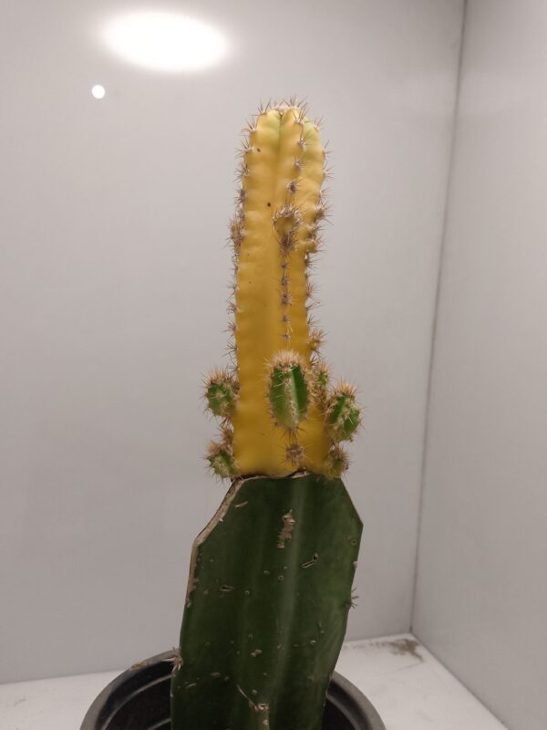 Cereus Repandus grafted Cactus
