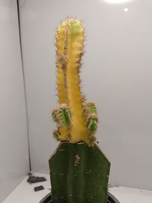 Cereus Repandus grafted Cactus plantzer.pk