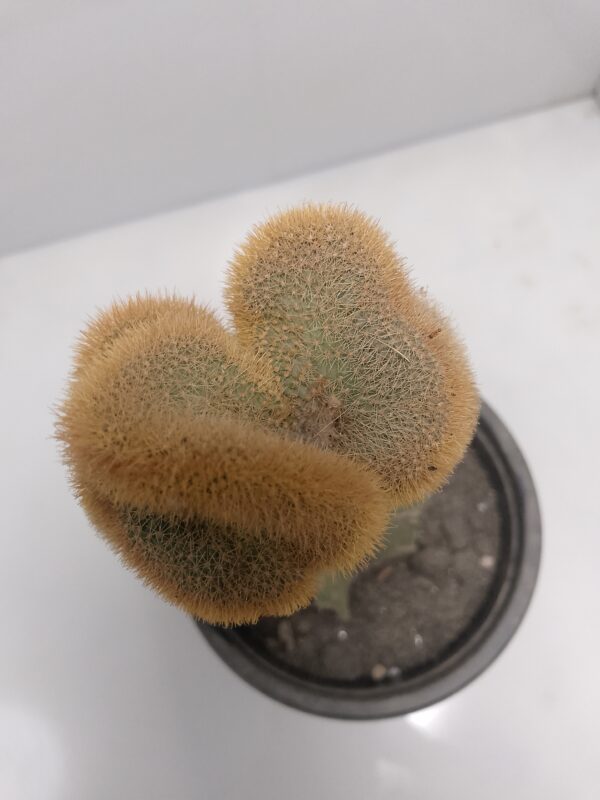 Crested Cactus
