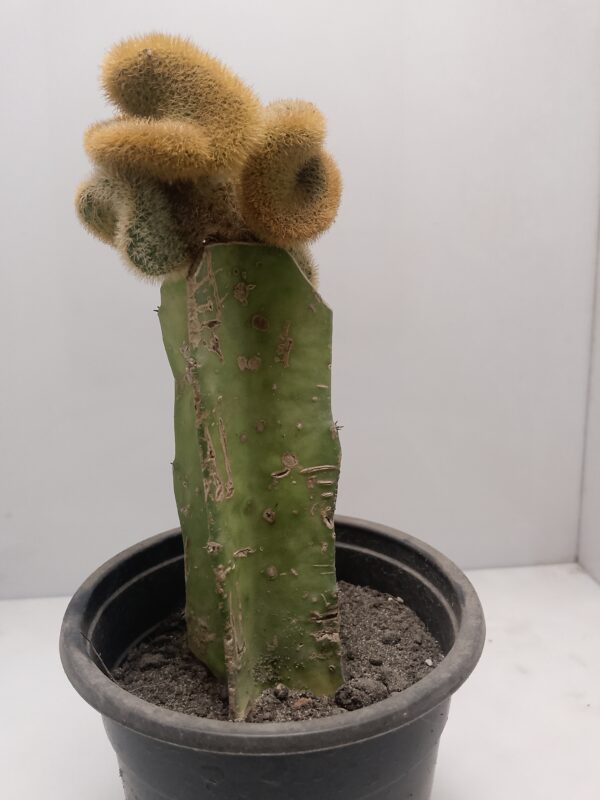 Crested Grafted Cactus