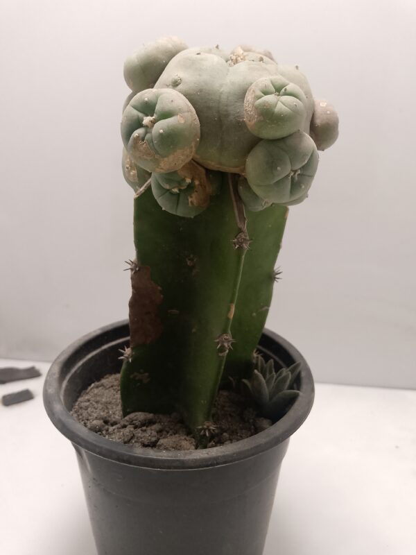 Lophophora Cactus