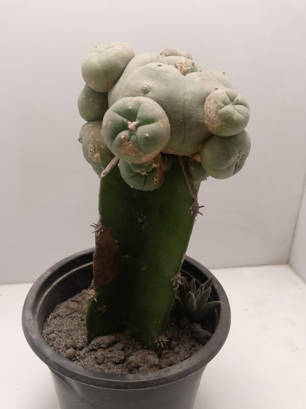 Lophophora Grafted Cactus