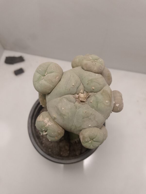Lophophora Grafted Cactus plantzer.pk