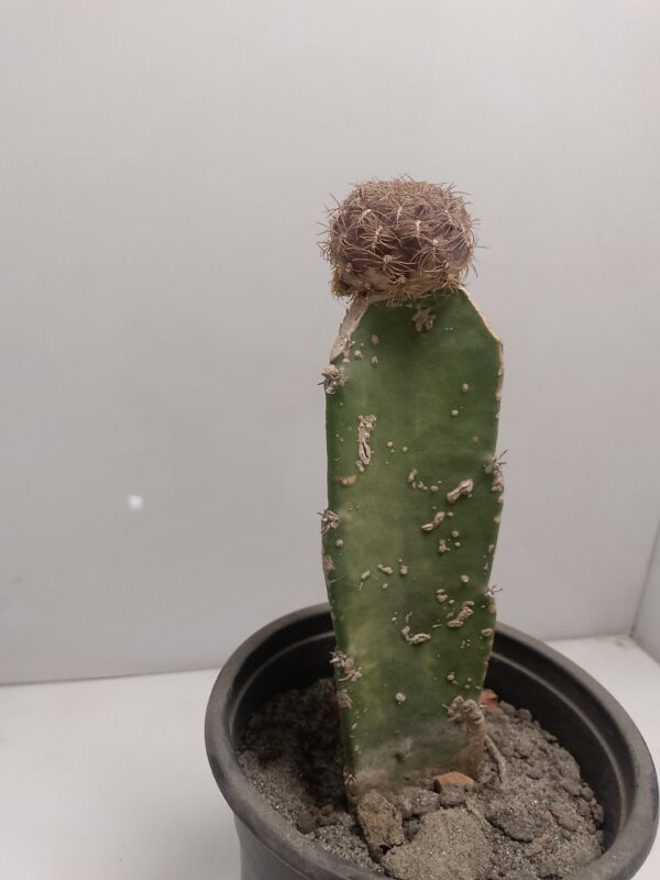 Paper Spine Grafted Cactus