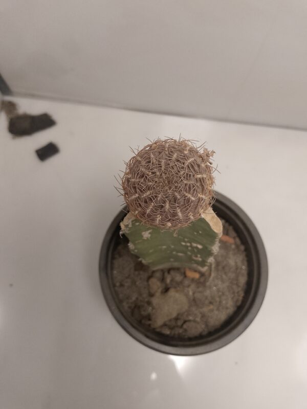 Paper Spine Grafted Cactus plantzer.pk