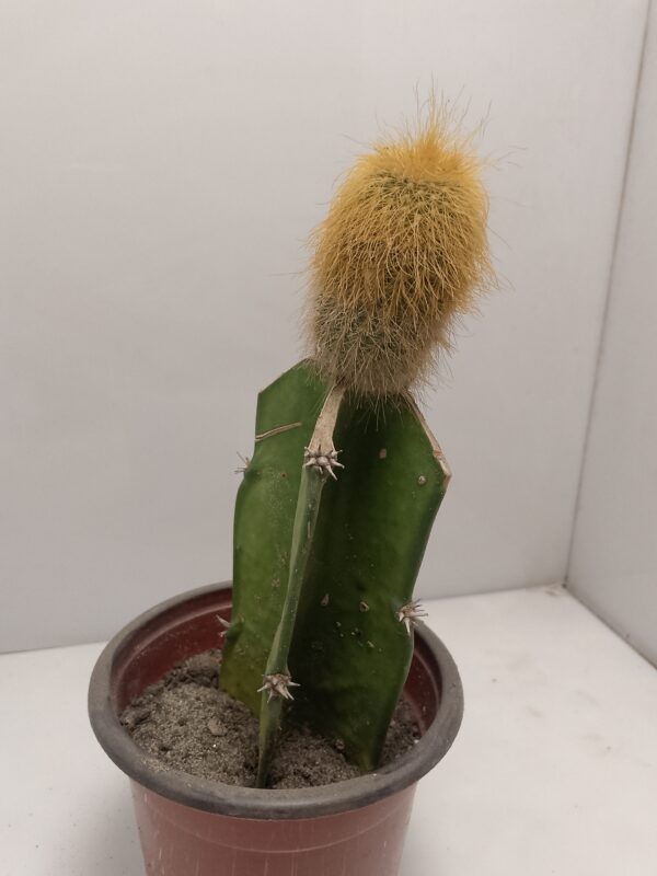Peruvian Old Man Cactus plantzer.com