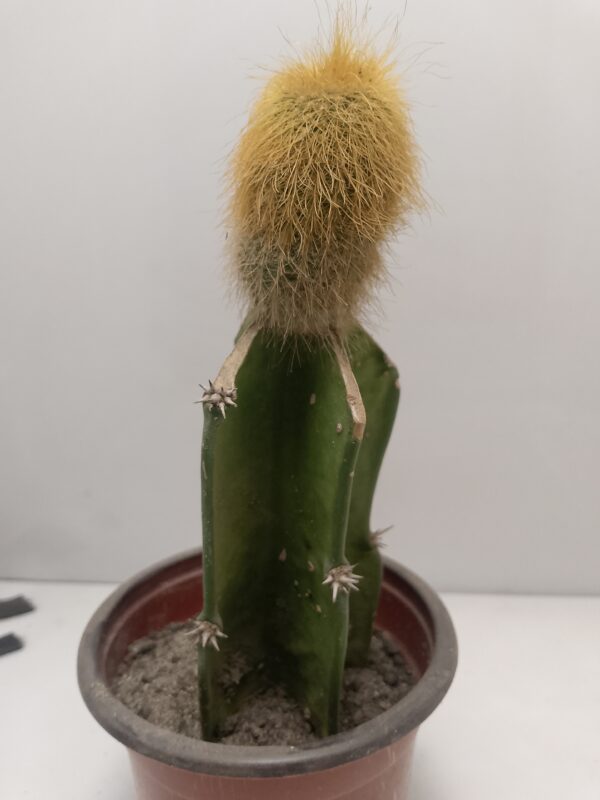 Peruvian Old Man Grafted Cactus