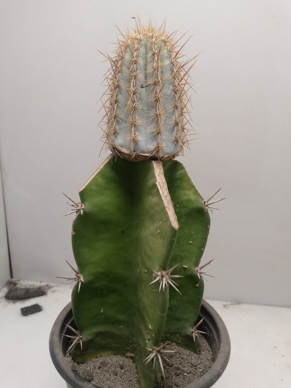 Pilosocereus pachycladus Cactus