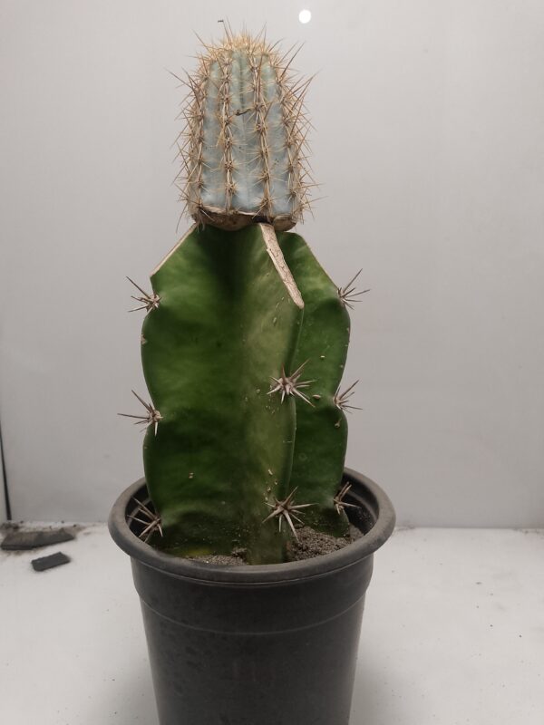 Pilosocereus pachycladus Grafted Cactus