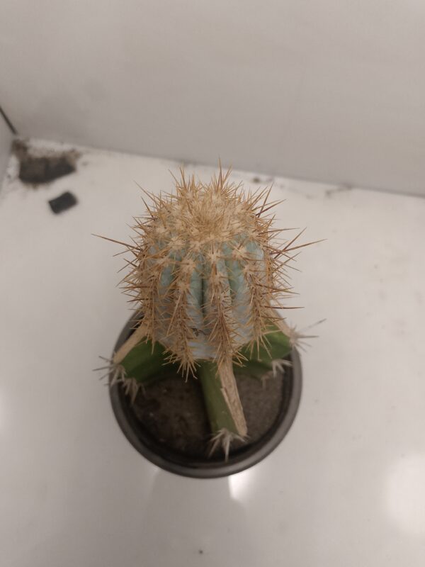 Pilosocereus pachycladus Grafted Cactus plantzer.pk