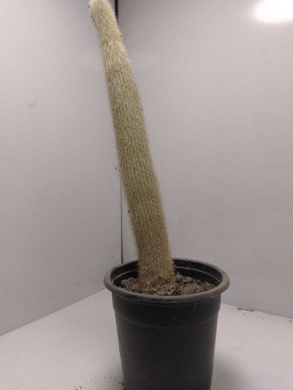 Silver Torch Cactus