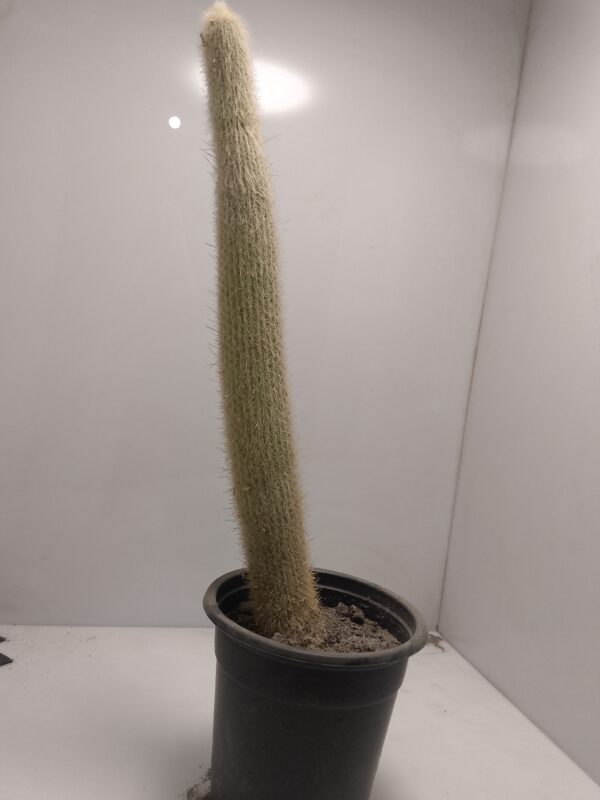 Silver Torch Grafted Cactus