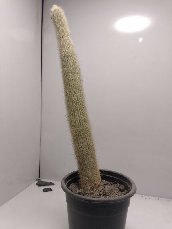Silver Torch Grafted Cactus plantzer.pk