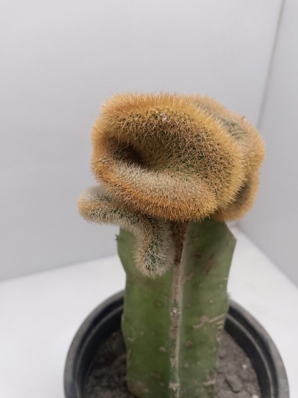 crested cactus plantzer.com