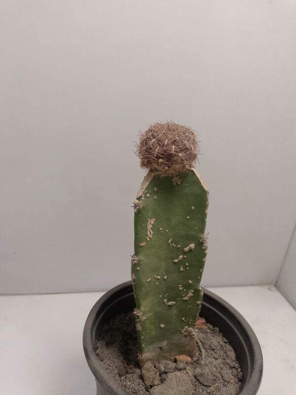 paper Spine Cactus